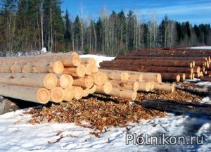 Чем отличается зимняя древесина от летней ?